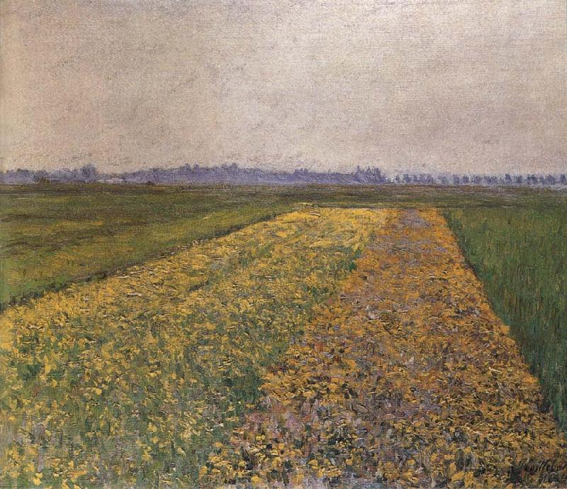 Gustave Caillebotte Yellow field France oil painting art